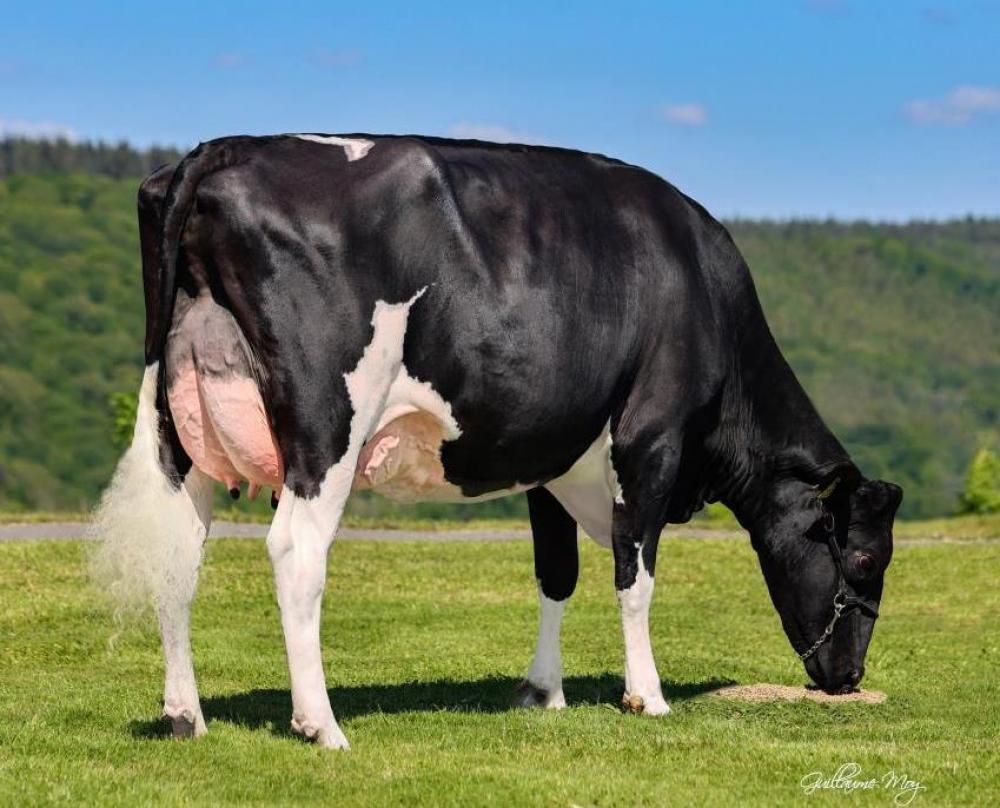 NH Sunview Marca VG-87 (Mutter)