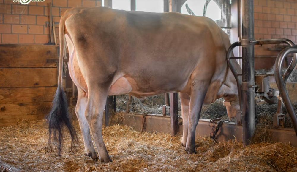 Mosbruun Zodi Chipsy