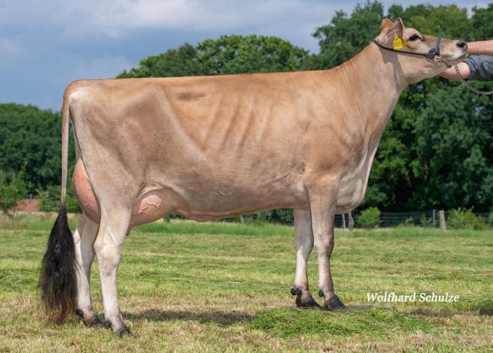 Brandt Zodi Moonpie VG-86