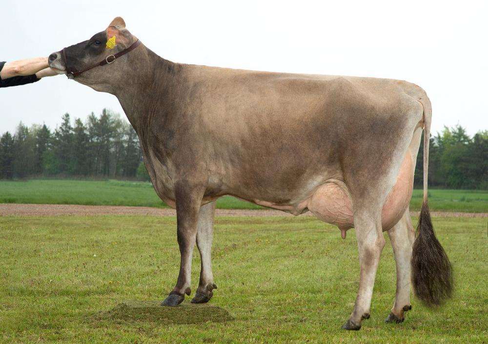 Adelgaard Casino Carma EX-92 (Mutter)