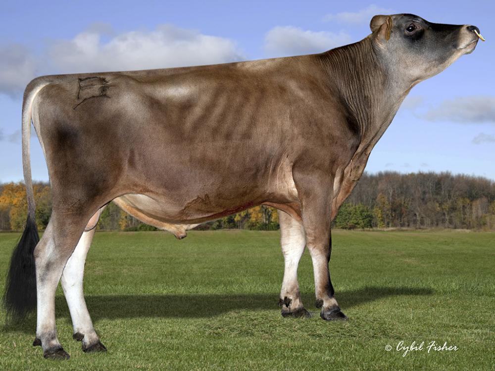 AltaSaban (Muttersvater)