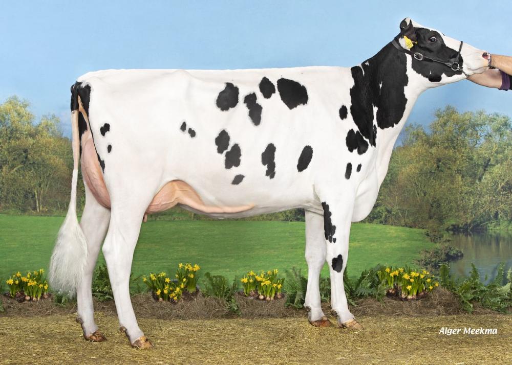Koepon Crisalis Range 98 RF (Tochter)