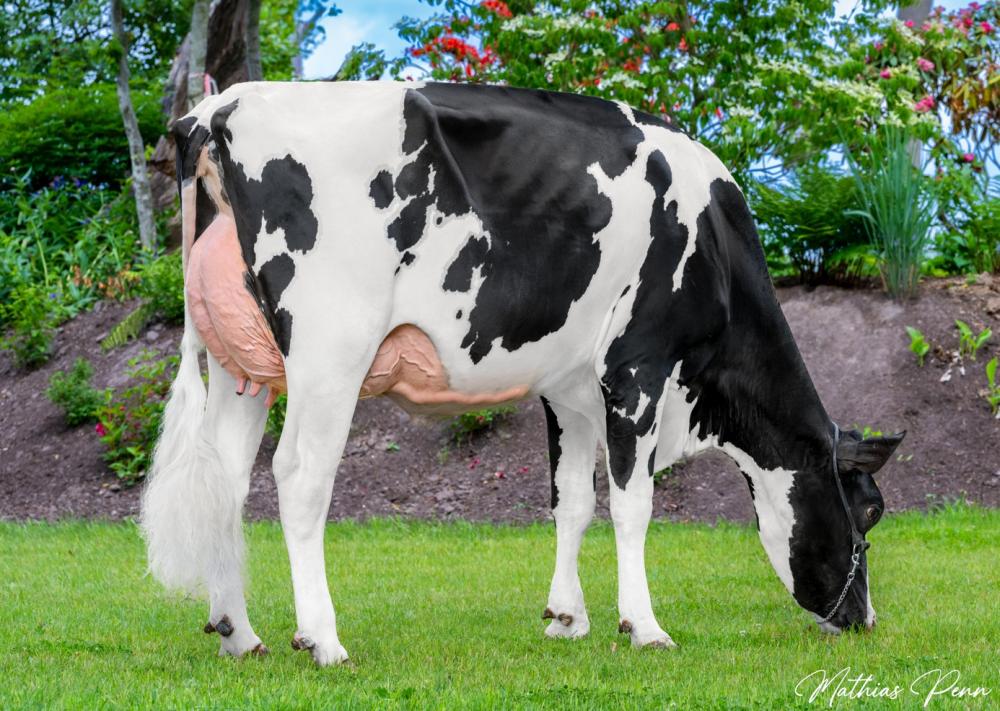 Hat Ripeye VG-85 (William)