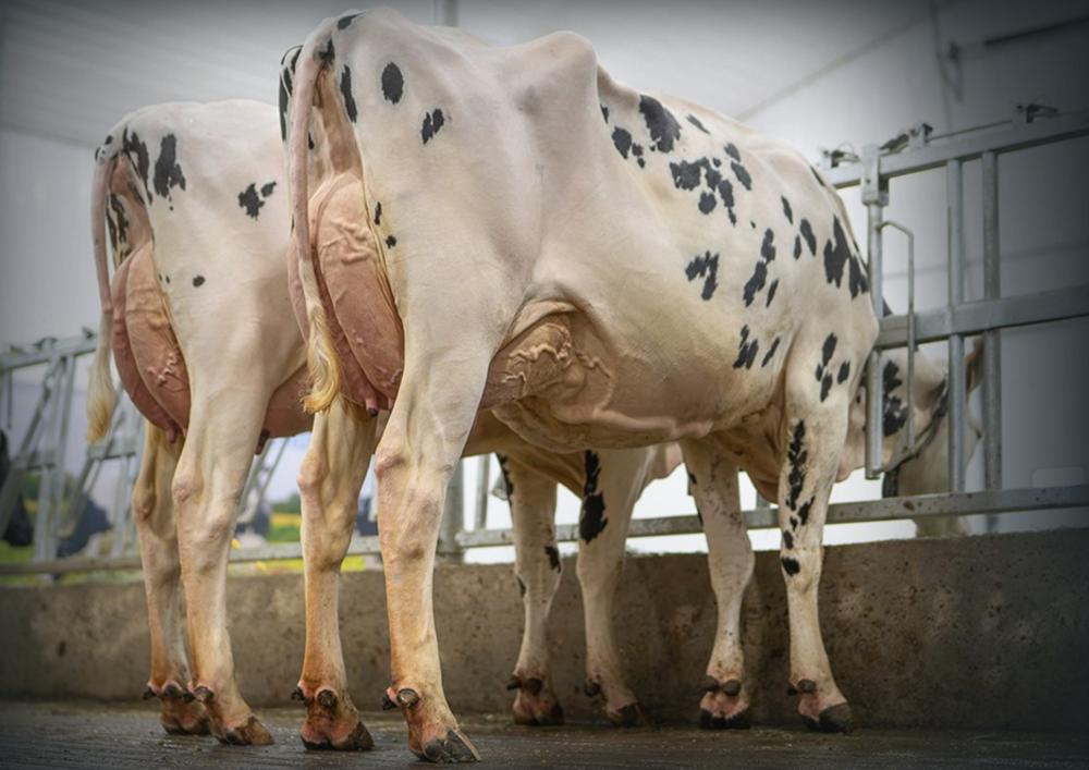 On-Duty Töchter bei Genosource