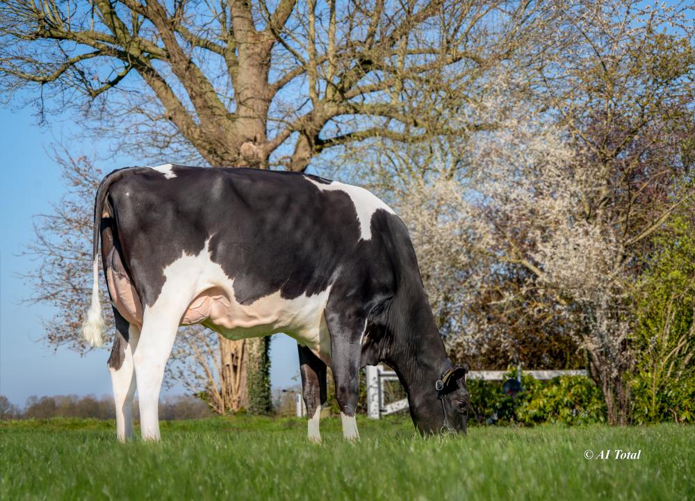 EQ Tochter @ Holbra Holsteins