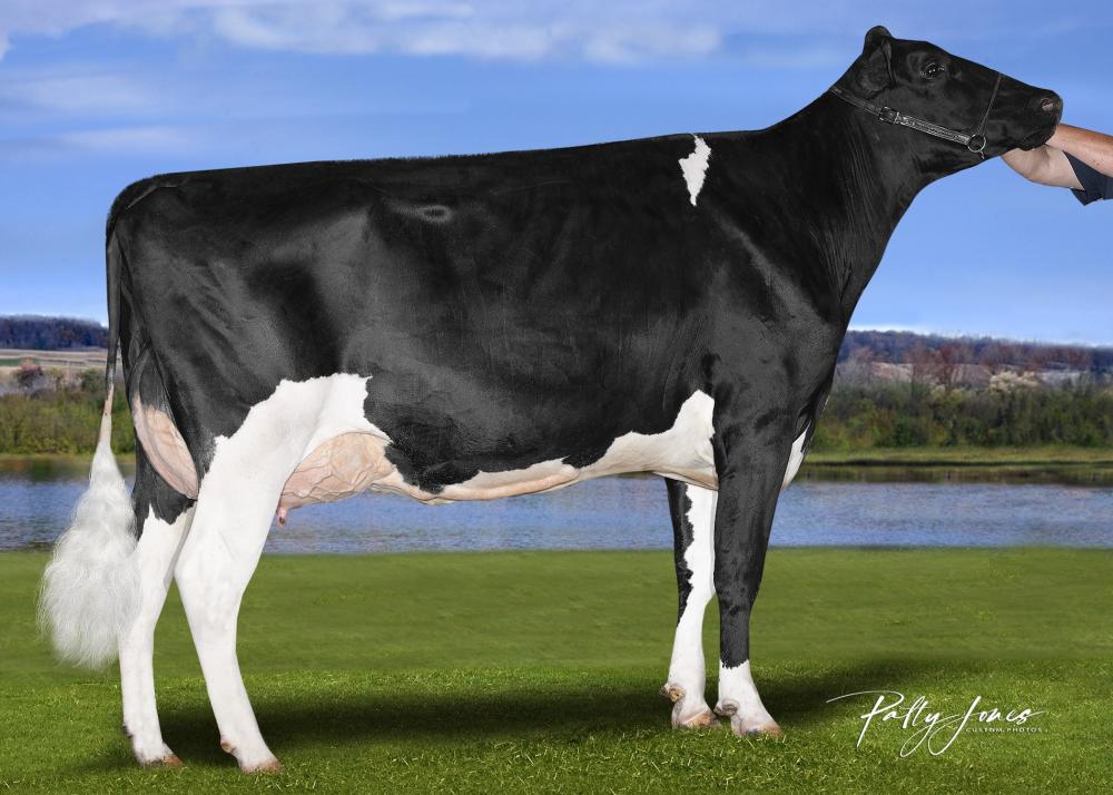 Stantons Remover Jello P VG-85