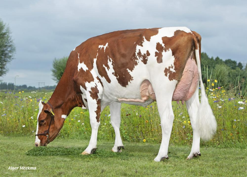 Poppe Rammstein Fienchen VG-85