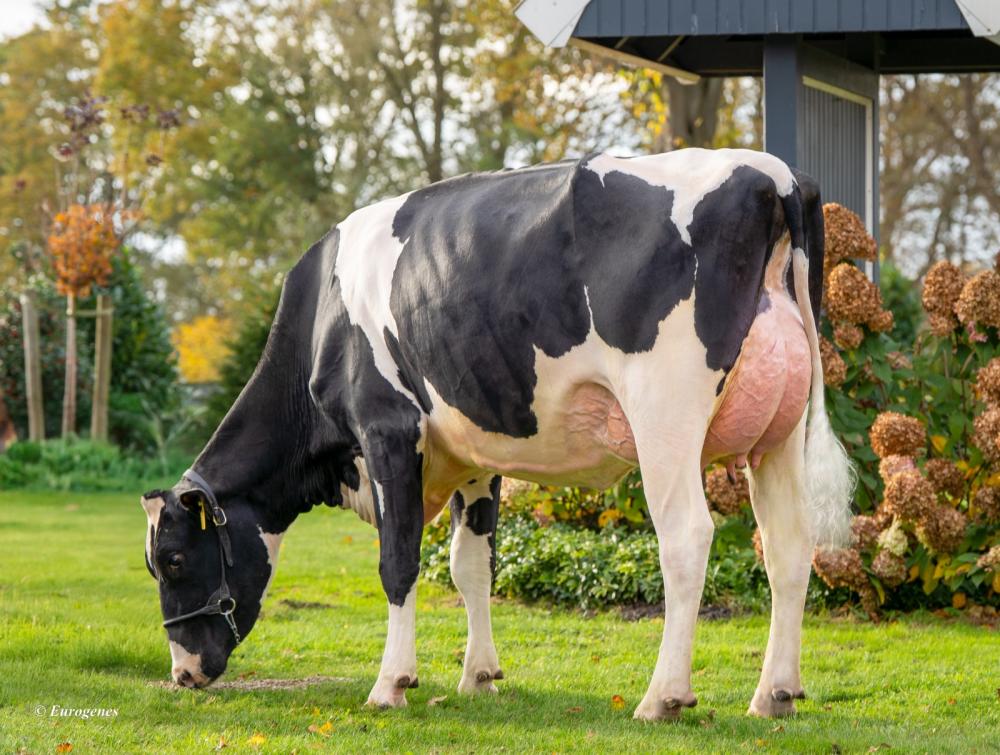 Ekkel Gotti Hilke GP-84