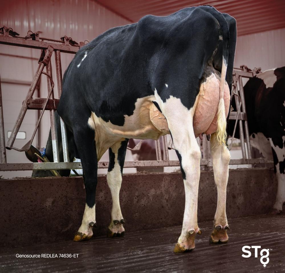 Redlea Tochter bei Genosource