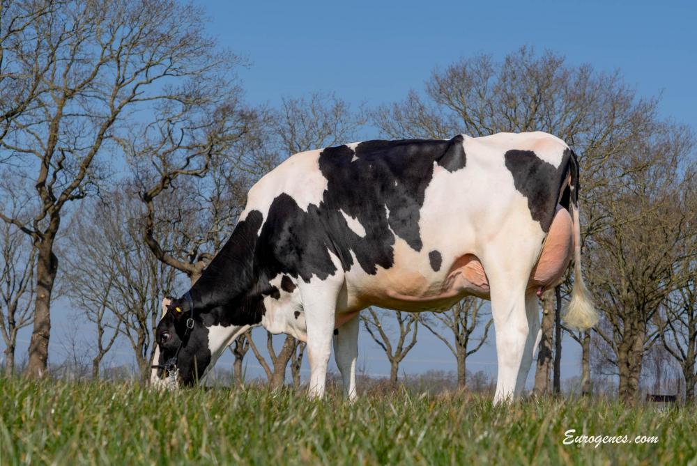 Gen Durkje VG-87 (Mutter)