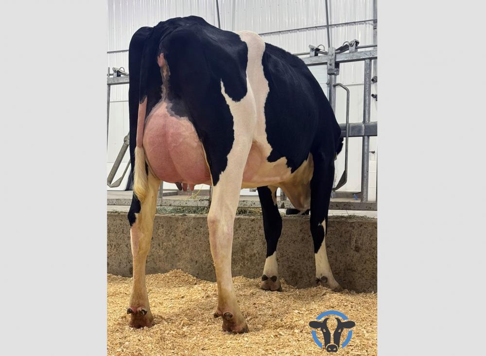 Genosource Thorson 75282 (Tochter)