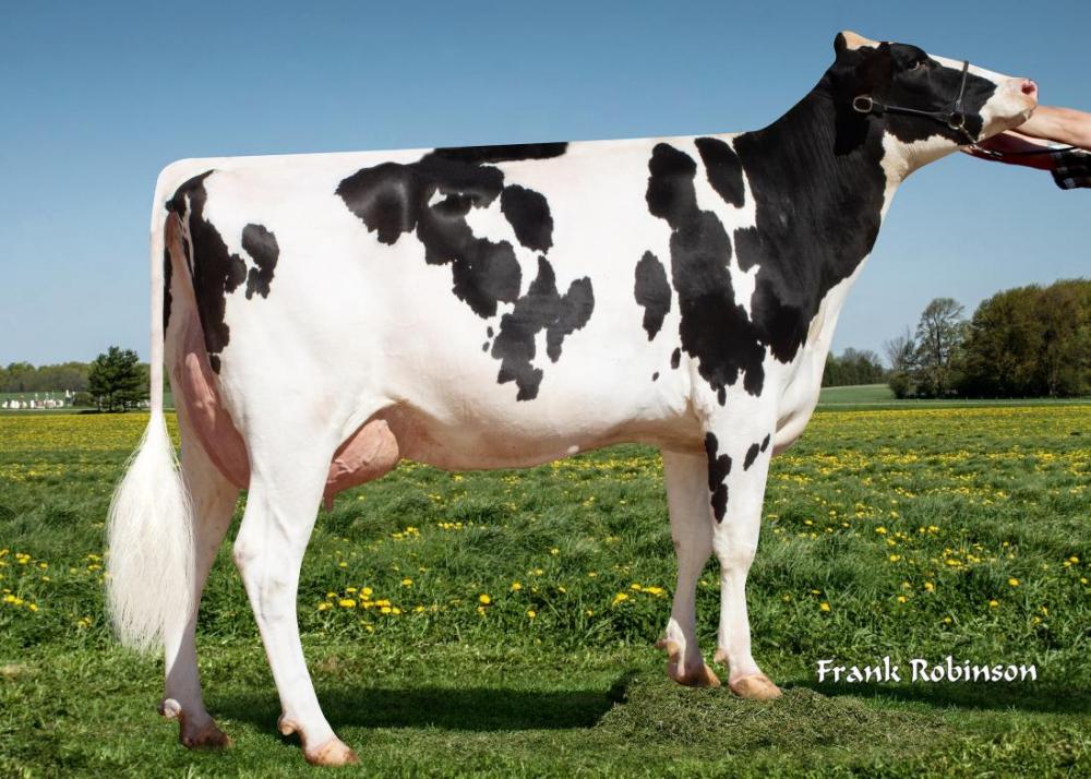 Mormann Director 56713 (Großmutter)