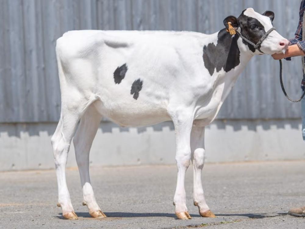 Wilt Blackburn Electro