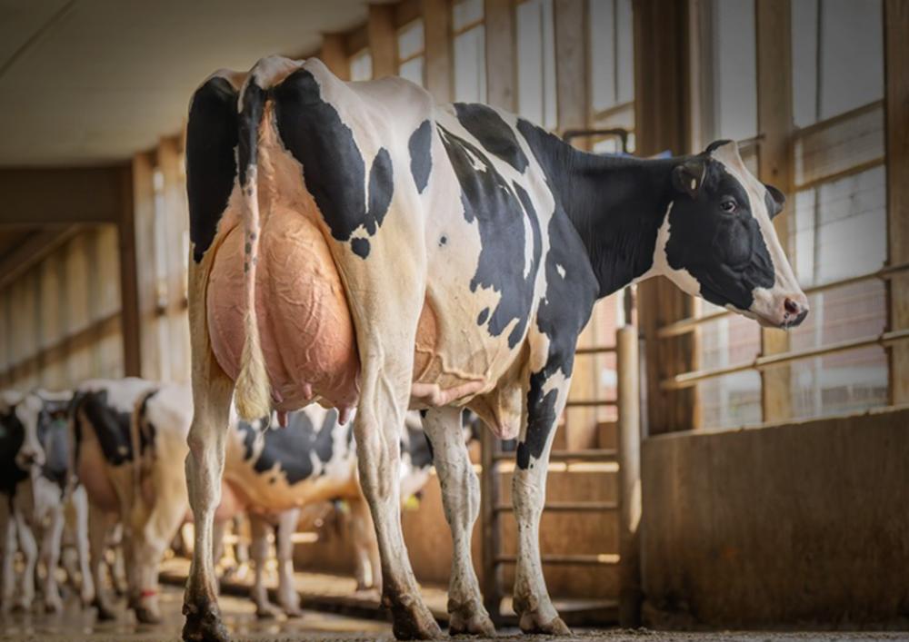 OCD Captain Rae 63745 VG-88 (Mutter)