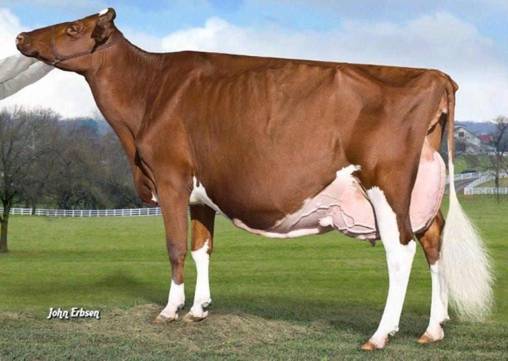 KHW Regiment Apple-Red EX-96 (Stammkuh)