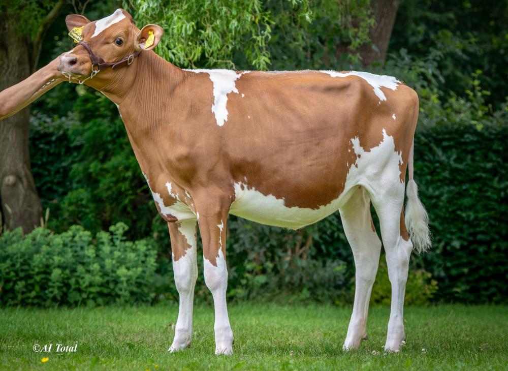 Wijde Bllik Alvin Sandrina Red