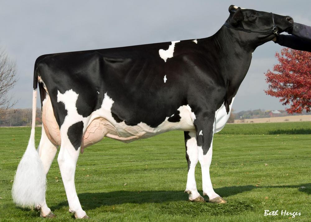 Ammon -Peachey Shauna EX-92 (Stammkuh)