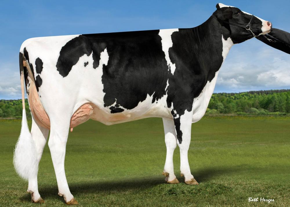 Genosource Bravo 47586 VG-88 (Mutter)