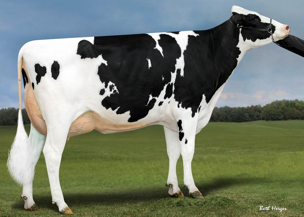 Genosource Brazen VG-85 (Großmutter)