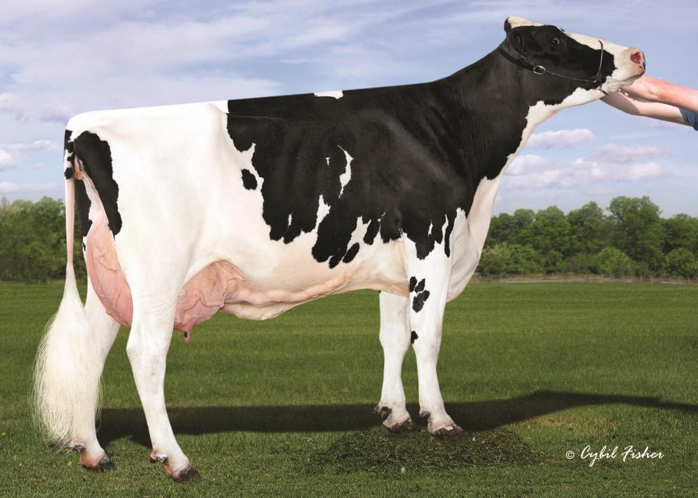 OCD Burley Frances EX-91 (3.Mutter)