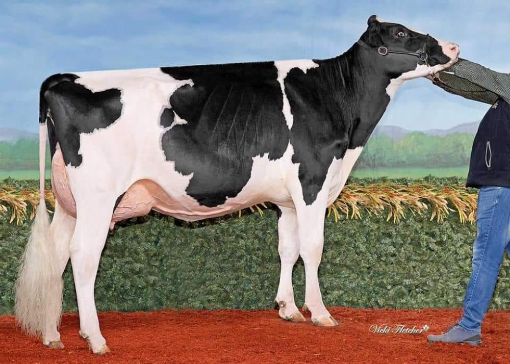 Drewholme Lambda Leisure P EX-92 (Mutter)