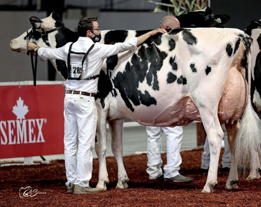 Idee Windbrook Lynzi EX-95 (selbe Familie)