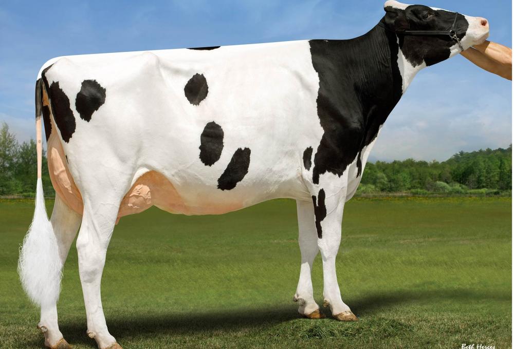 Genosource Hanans 80210 VG-87 (Mutter)