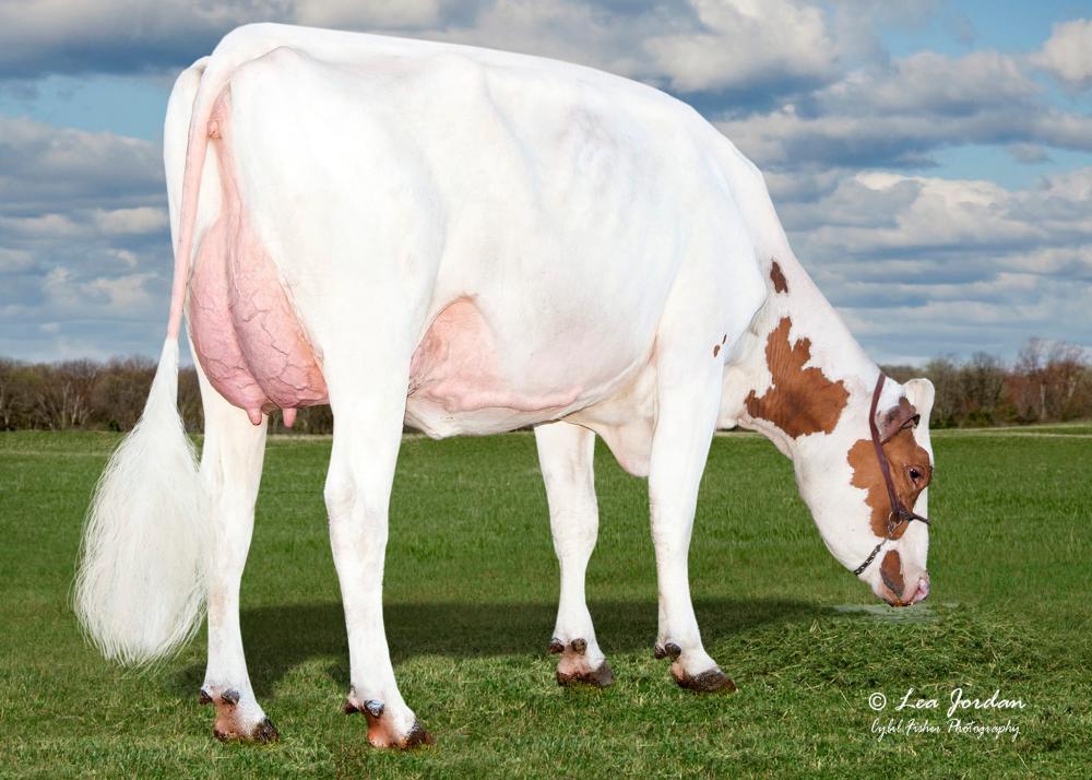Morningview S Paisle-Red VG-85 (Mutter)