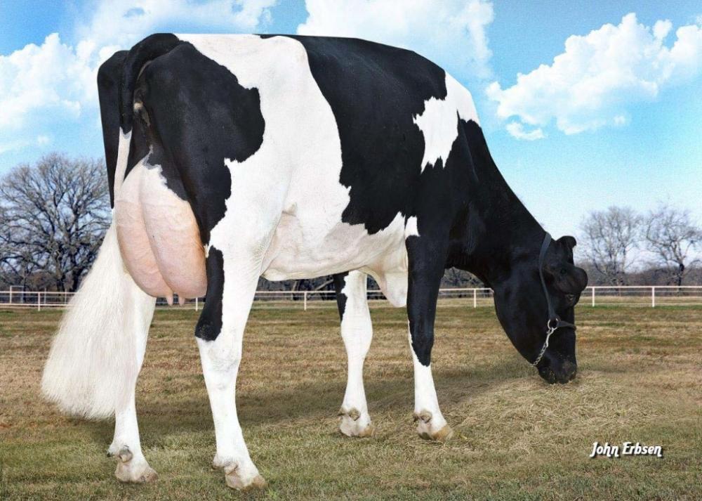 Morningview Super Roxy EX-90 (5. Mutter)
