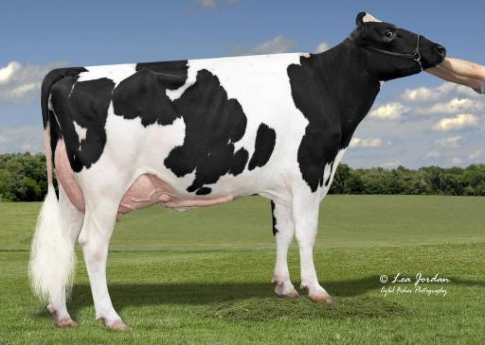 Adaway Huey 2228 (Großmutter)