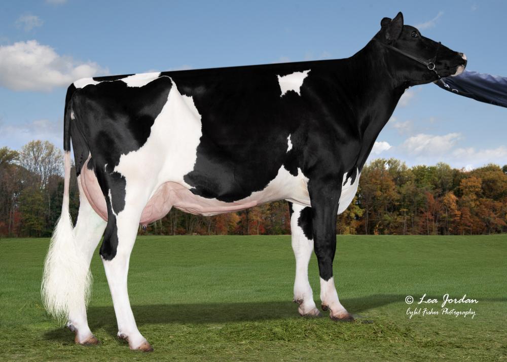 Adaway Parfect 2935 (Mutter)