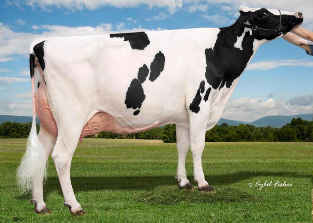 AI-Lew Monterey Ashley 1346 EX-95 (4.Mutter)