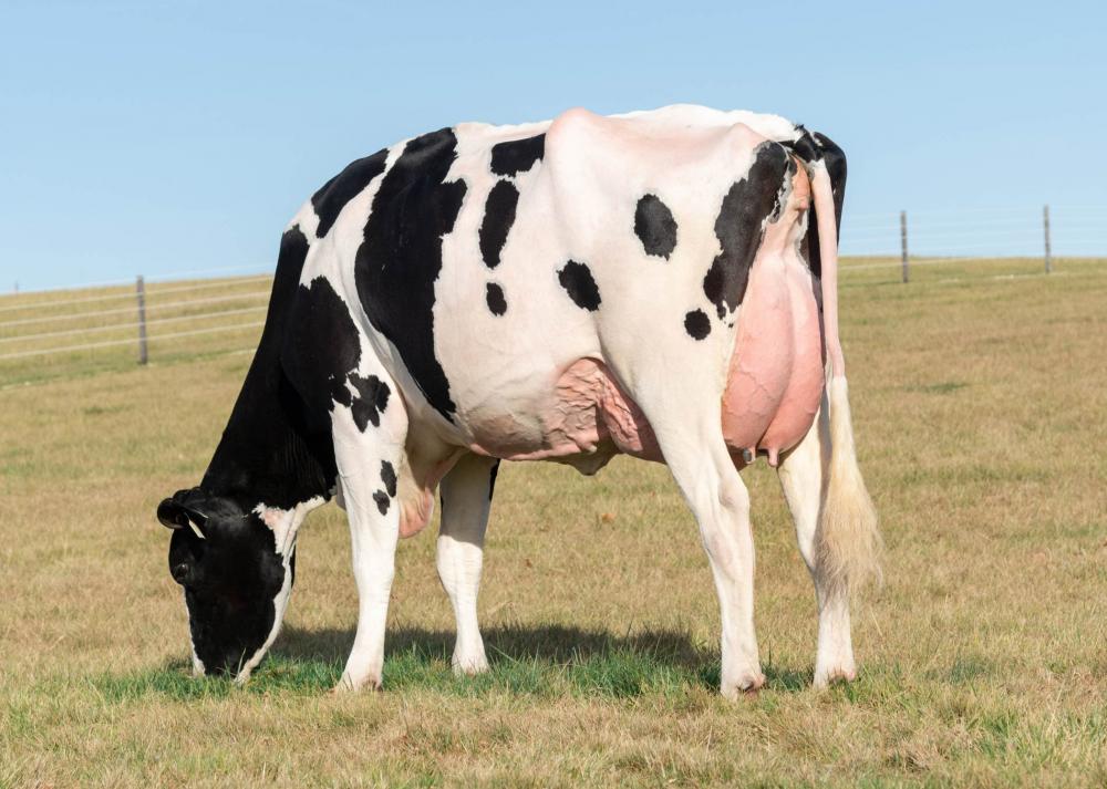 T-Spruce Jaela 47718 VG-87 (Mutter)