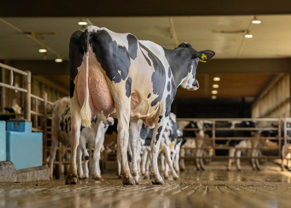 Ocd Captain Rae 63785-ET VG-88 (Mutter)