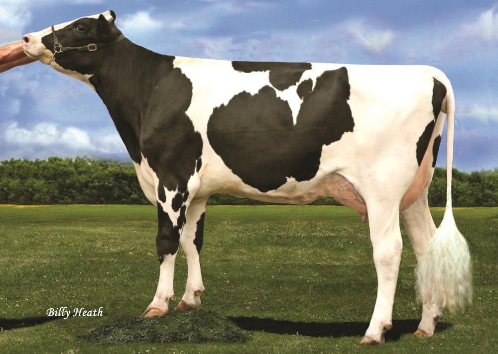 Cherry Acres Jedi Lauri VG-85 (4. Mutter)