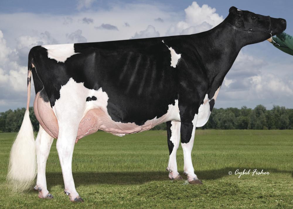 Siemers Mogul Hanker EX-94 (4. Mutter)