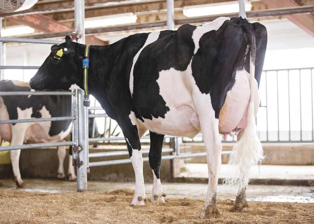 Siemers Lstr Hanan 33317 EX-90 (Mutter)