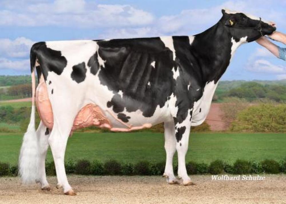 FUX Seattle EX-97 Grand Champion SDB 2022 (gleiche Familie)