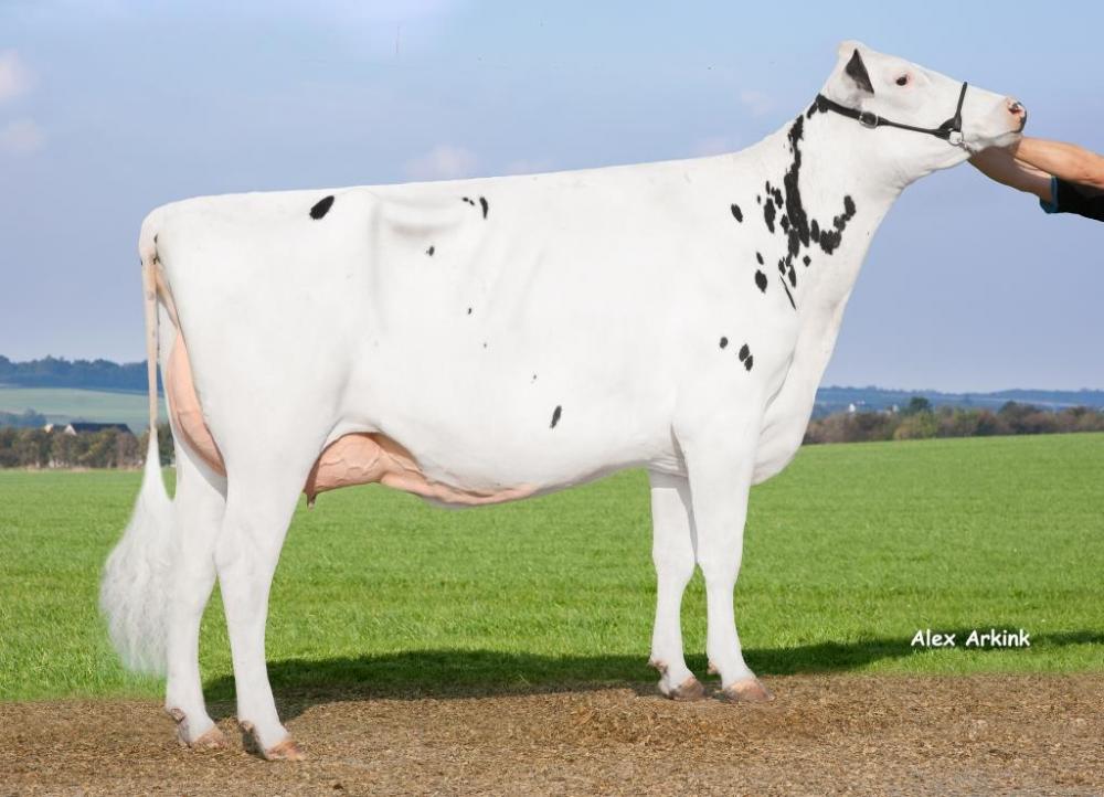 Langmosegaard Epic Demi VG-89 (5. Mutter)