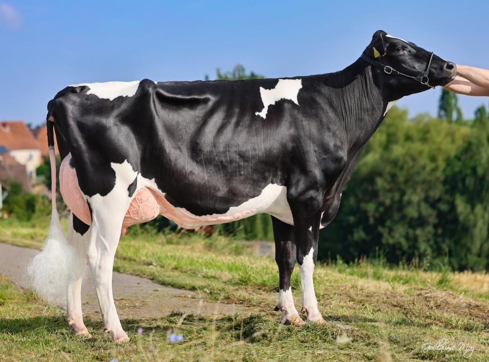 Bula Gladius Parade VG-85 (Mutter)
