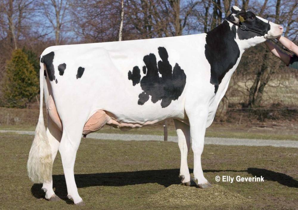 Langmosegaard Massey Drew VG-89 (6. Mutter)
