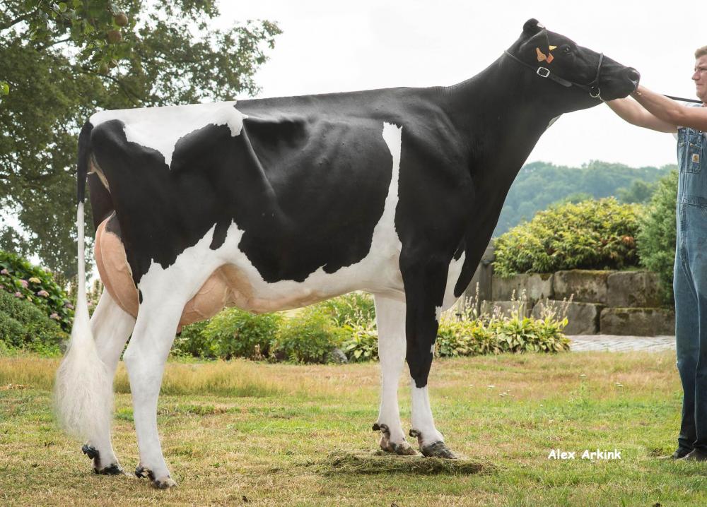 Maybeline Tual VG-85 (3. Mutter)