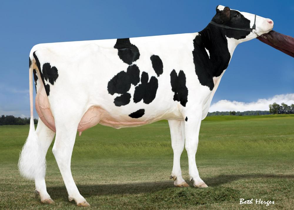 Miss OCD Robust Delicious VG-87 (5.Mutter)