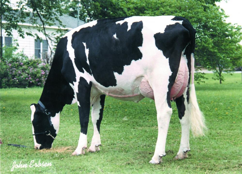 Clinita Terry Future (gleiche Kuhfamilie)