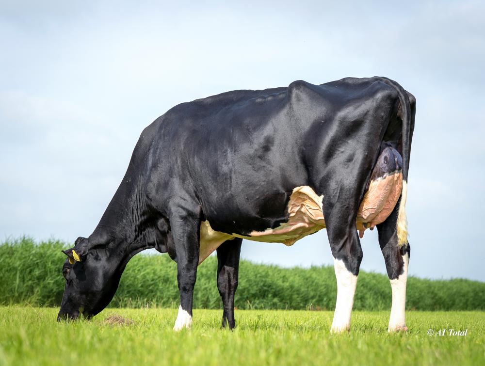 BG Zazzle Carlin VG-86 (Mutter)