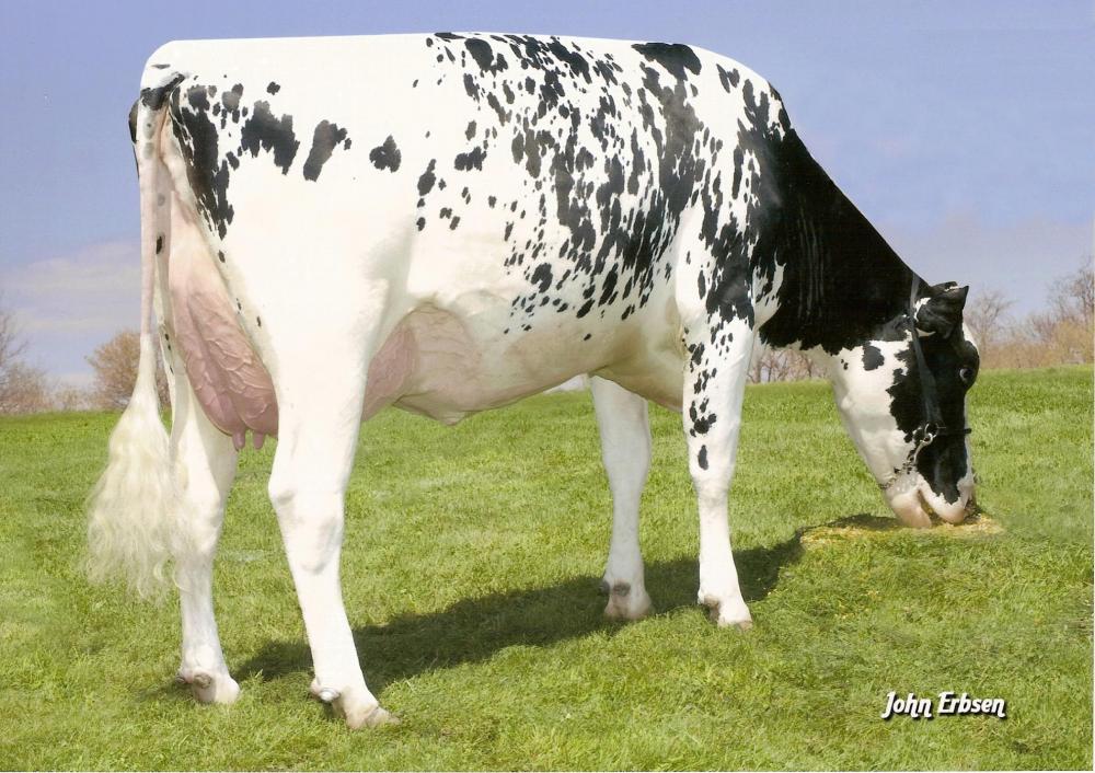 Larcrest Cosmopolitan VG-87 (Stammkuh)