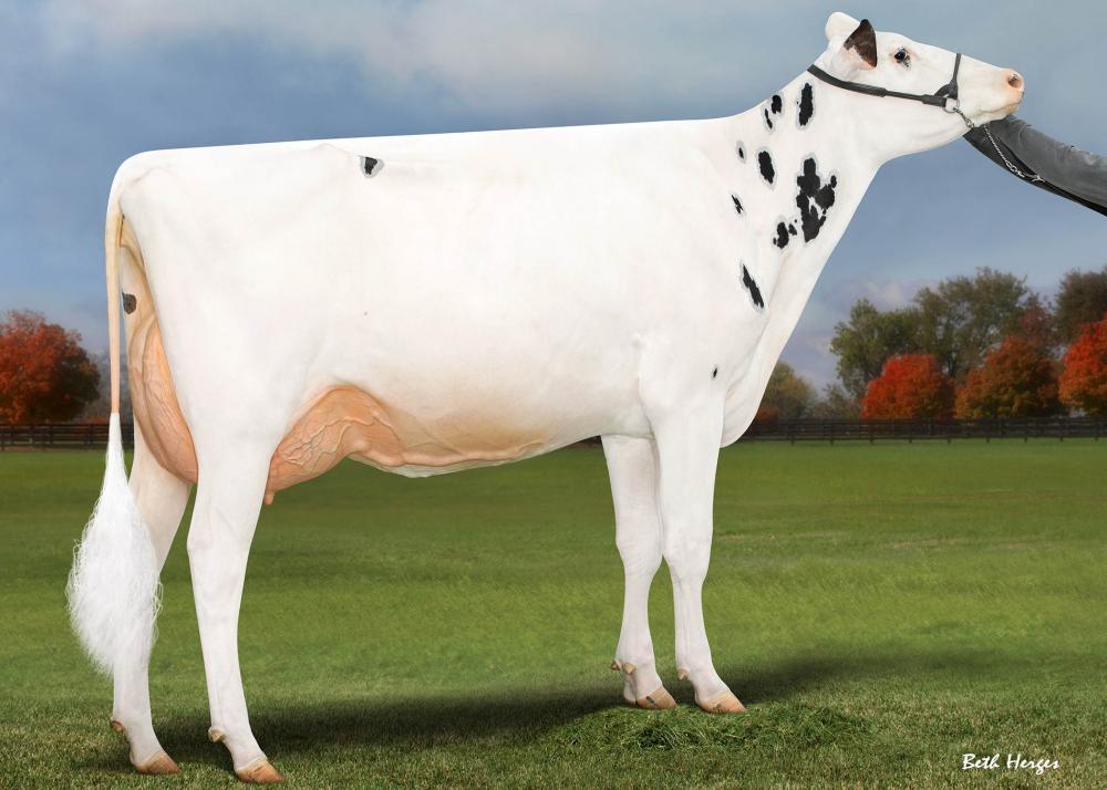 Jacobs Lambda Shayla VG-88 (Mutter)