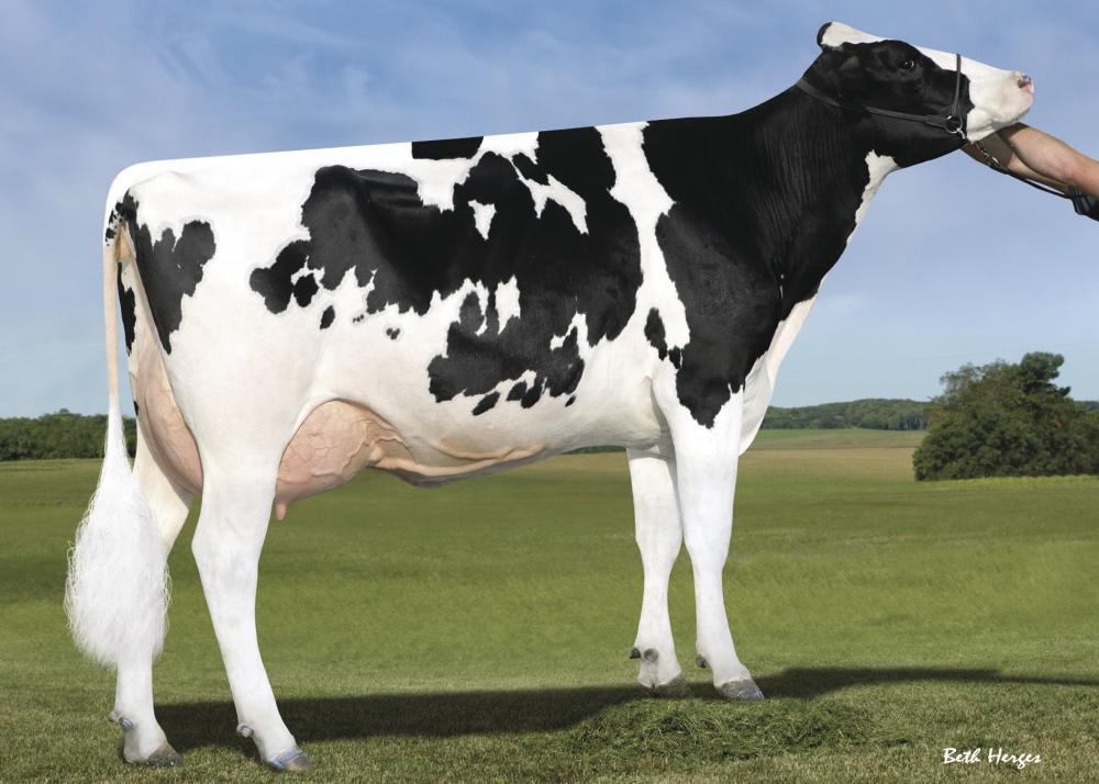 Sandy-Valley Morgan Era (Stammkuh)