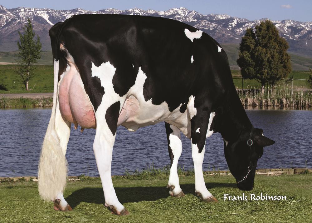 Ammon Peachey Shauna EX-92 (Stammkuh)
