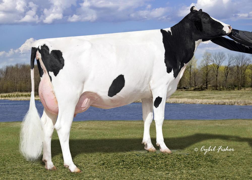 Seagull-Bay Miss America EX-91 (Stammkuh)